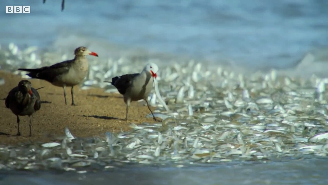 Why Are These Fish Beaching Themselves? | BBC 🌎🌍