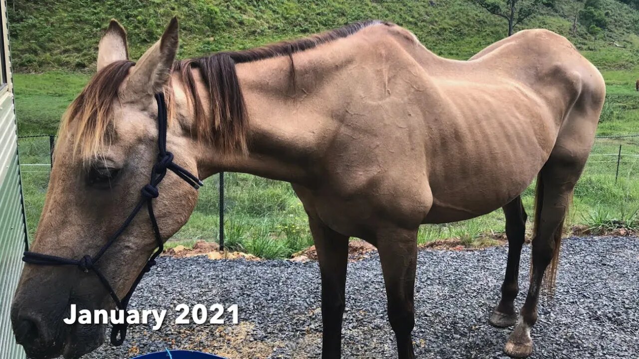 Arthur the Rescue Horse 12 Month Progress