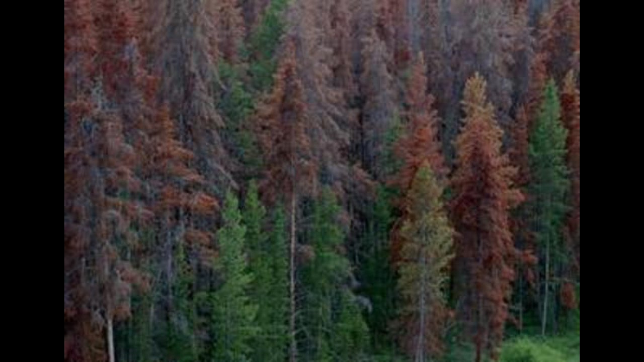 Colorado State Forest Service: Study shows our forests are in trouble from beetle kill