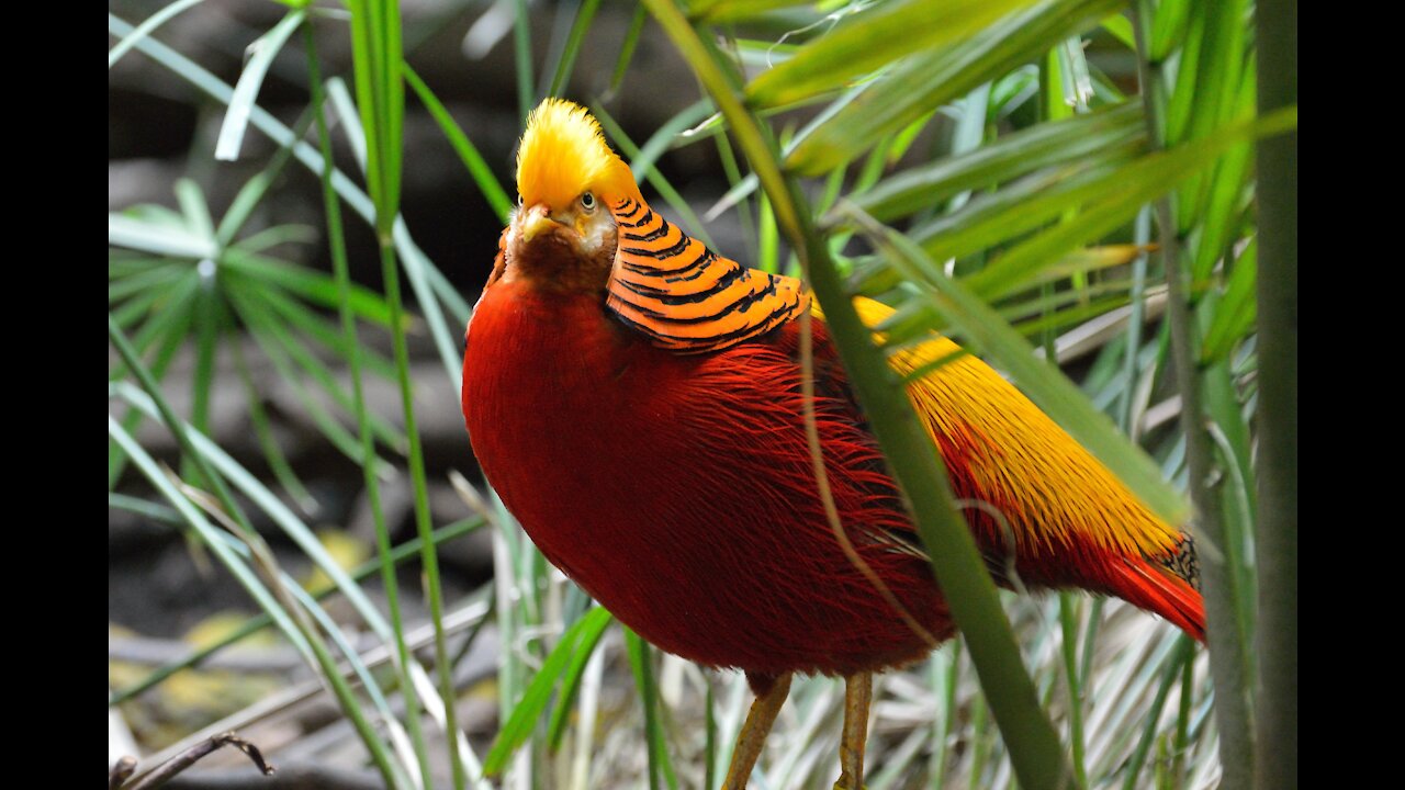 Beauty of Nature- Golden Pheasants and Wading Birds