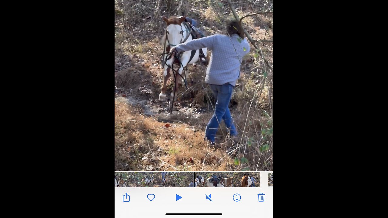 Horse does HIGH jump over creek.