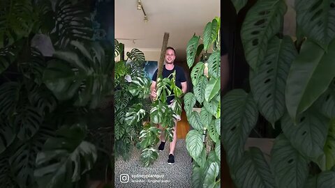 It’s okay to fall, just get back up stronger than ever :) #monsteradeliciosavariegata #shorts