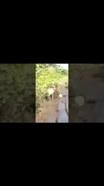 Roberto Requião cai do cavalo 🐎 literalmente! 😂 #shorts