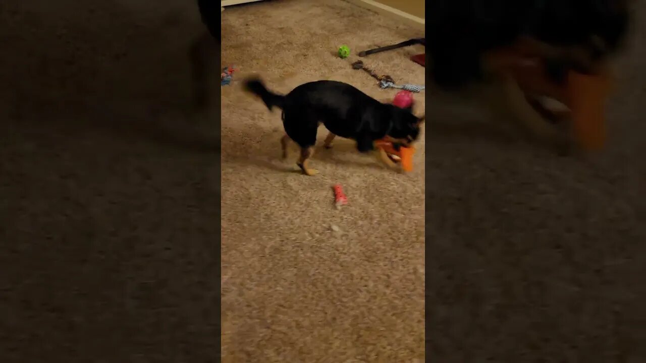 he tore stuffing out one of his toys