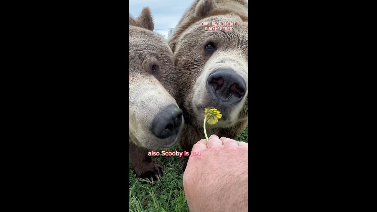 having with animals in the zoo part 13
