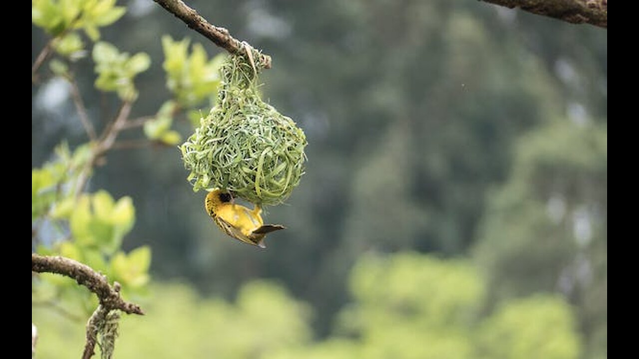 ताजमहल भी फ़ैल है इस घोंसले के सामने _ Most Beautiful Bird Nests in the World