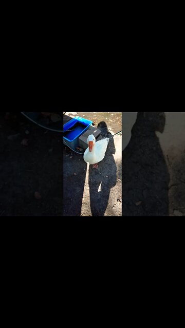 Good morning Ezra 23rd September