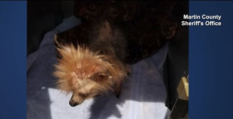 Martin County dog owner charged with animal cruelty