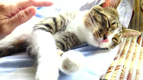 I Tickle the Little Paw of the Kitten