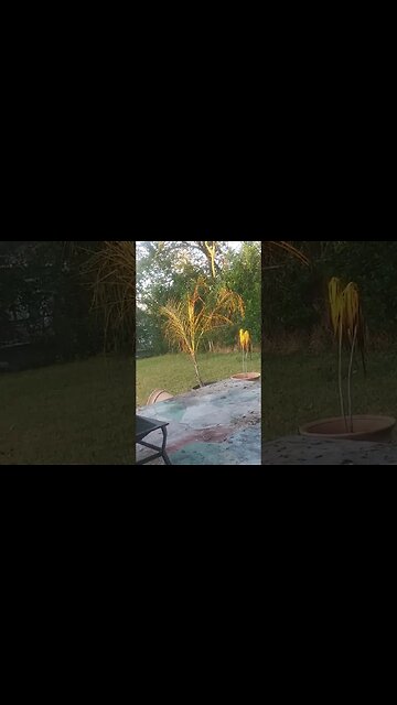 This video is for Lisa Lyn @lisalynlyn2261