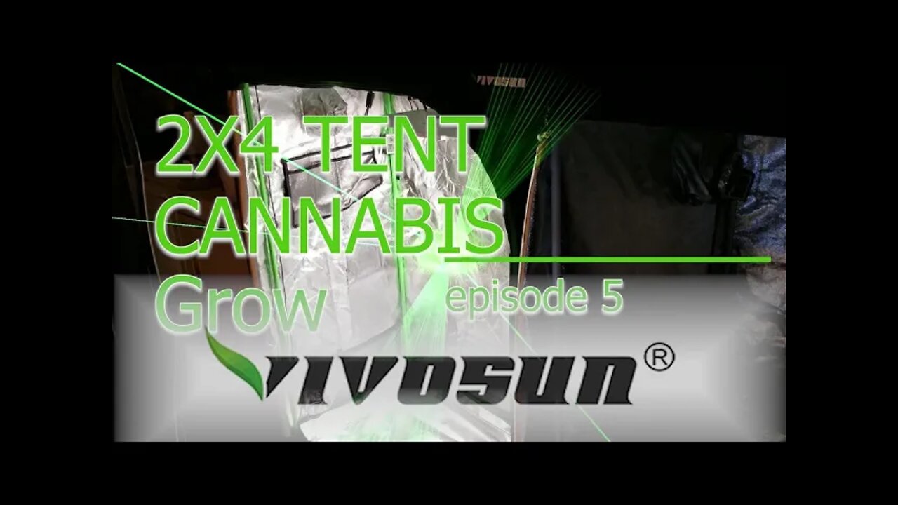 Vivosun Grow Tent 2x4 MAC1 Cannabis Grow ep. 5 🔨 Day 42 #Vivosun #420 #MAC1