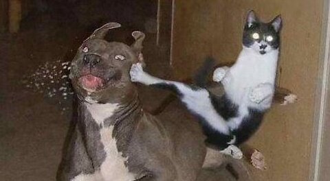 dog and cat fight