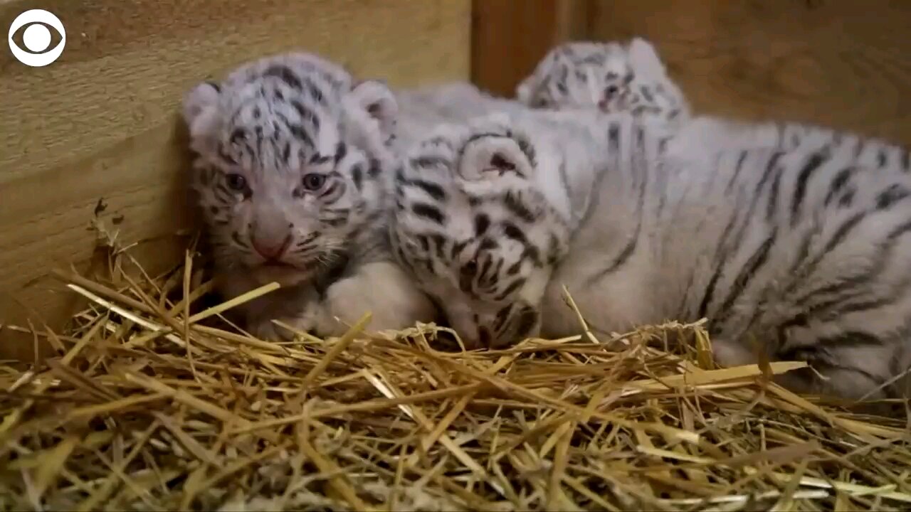 cute white Bengal tiger baby