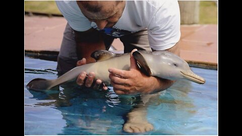 PET BABY DOLPHINS IN FRESHWATER HOME AQUARIUM!!