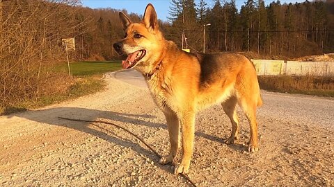 Pet Dog Standing In A Driveway