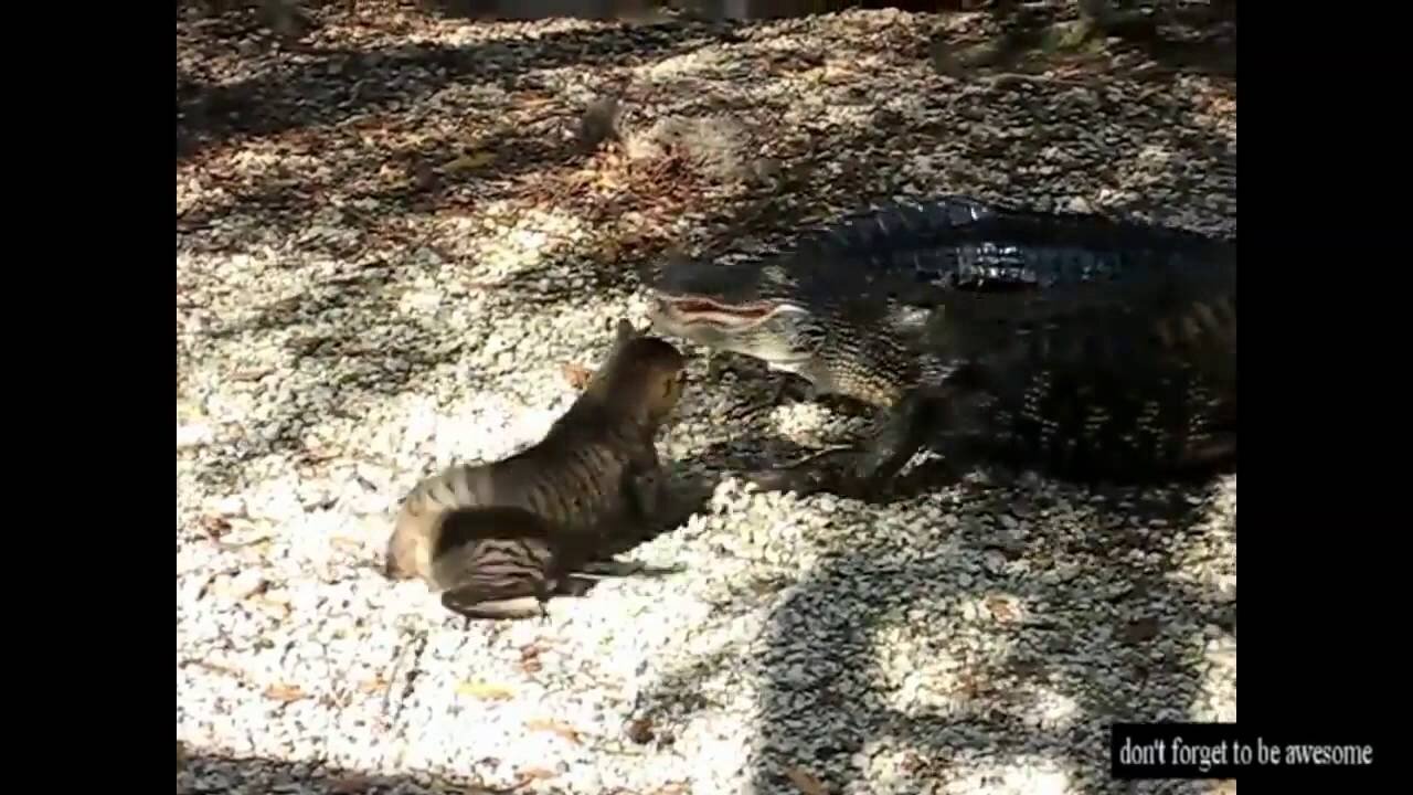 Watch These Crazy Funny Cats - Try NOT to Laugh - Hilarious!