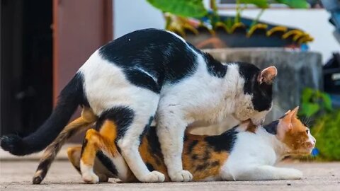 Cute cats | oh no