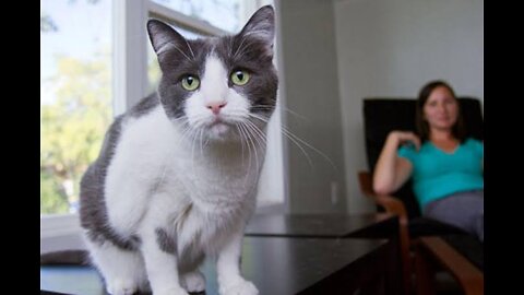 THE CAT TRIES TO SCARE THE OWNER