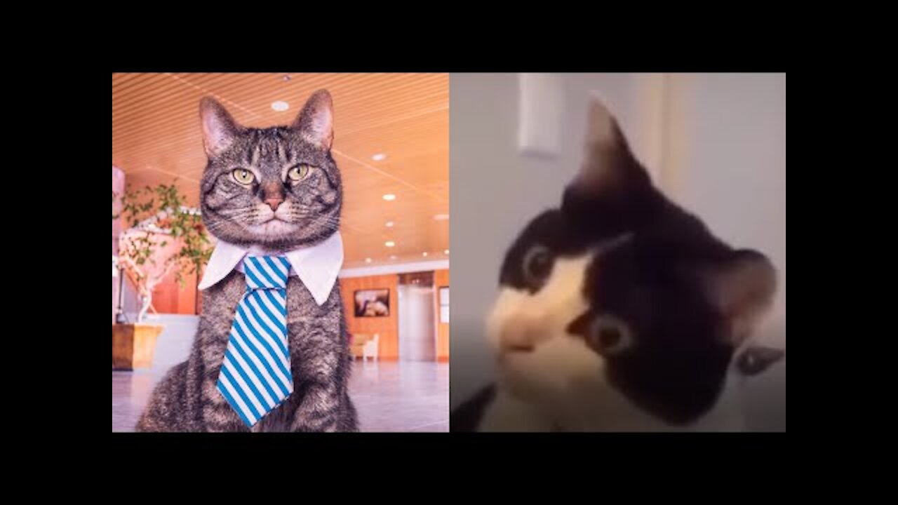 🤣 Adorable animals full video try not to laugh 2021 #tiktok #compilation #funny (1)