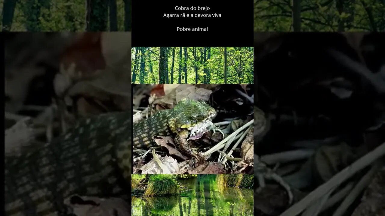 Cobra engole Sapo no Brejo