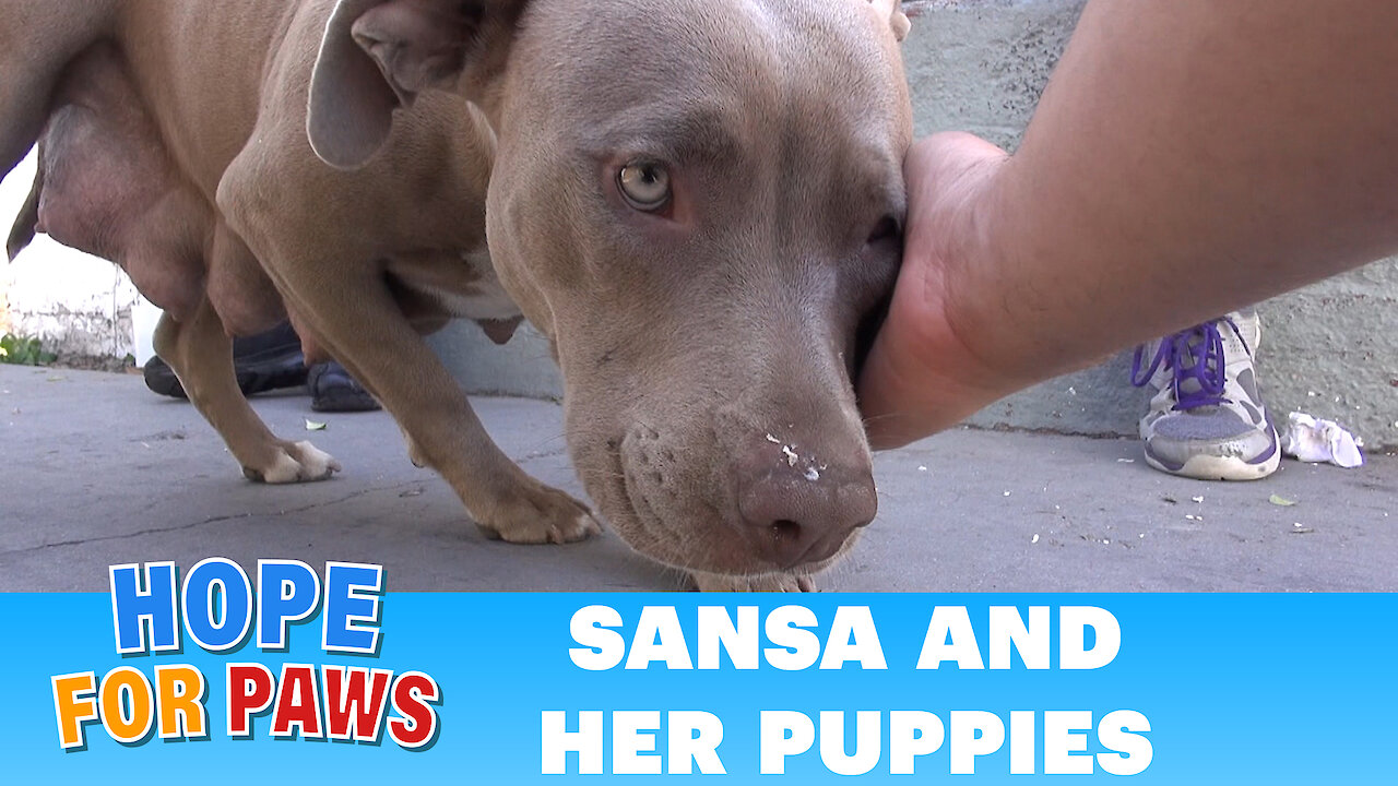 Sansa & puppies: Rescuing a homeless family from under a house. Please share :-)