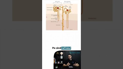 Nefronul Cortical vs Juxtamedular