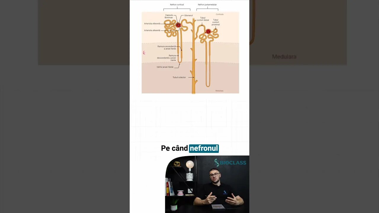 Nefronul Cortical vs Juxtamedular