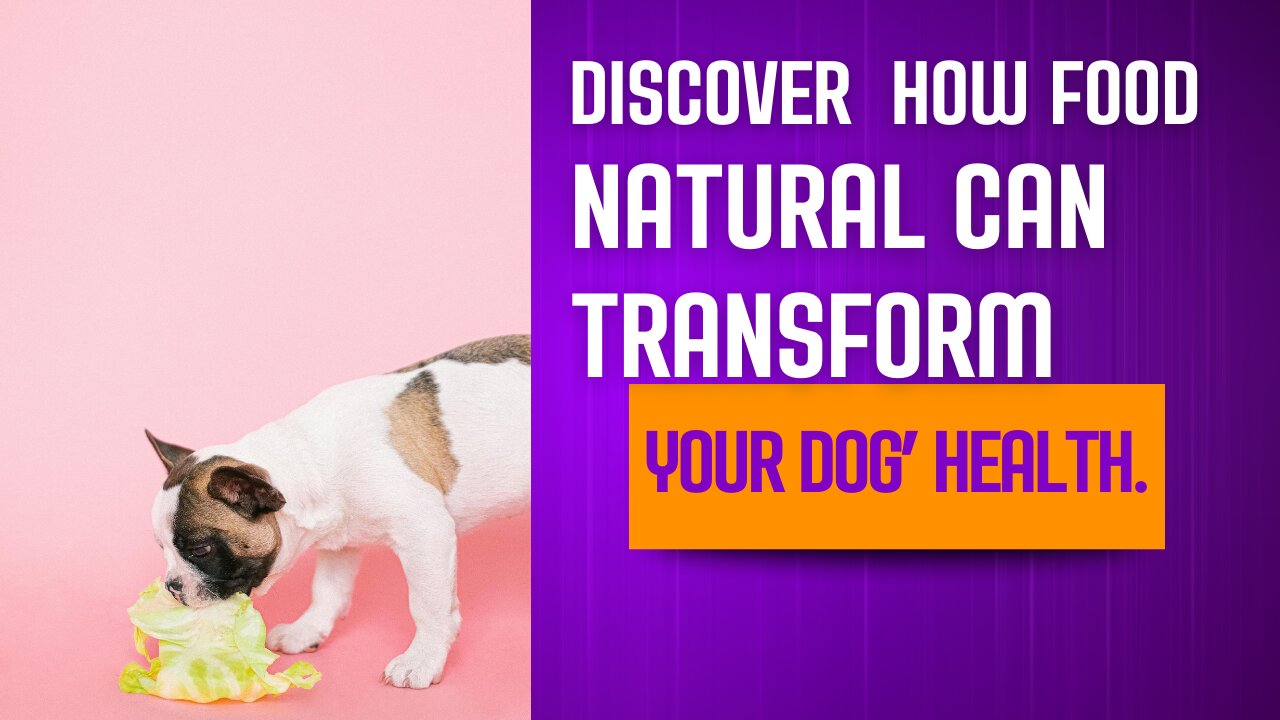 Discover How Natural Food Can Transform Your Dog's Health.