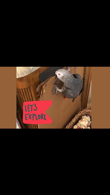 Determined parrot has a bad case of wanderlust