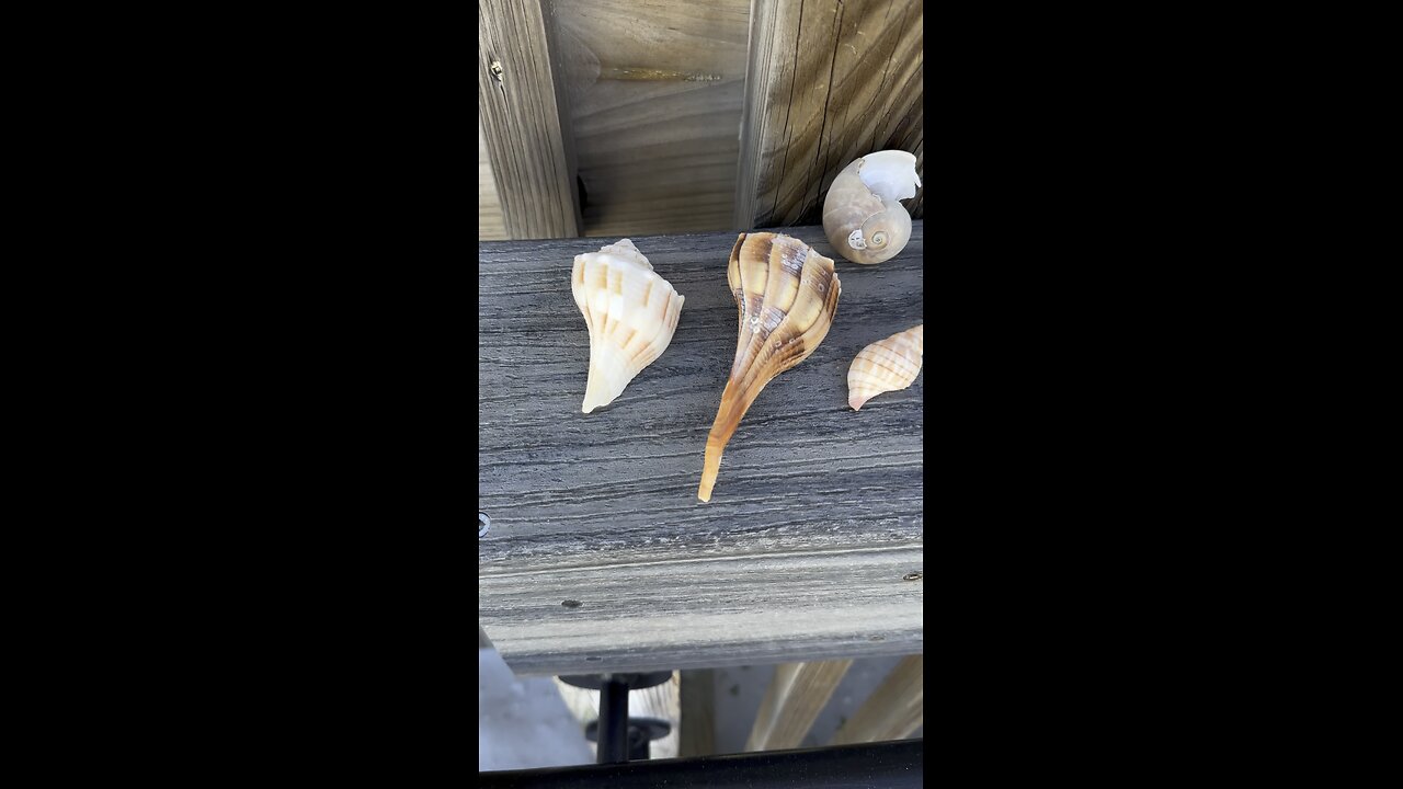 Marco Island Shell Fairy & Green Anole 4K