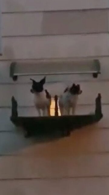 These Puppies Literally Have Their Very Own Balcony