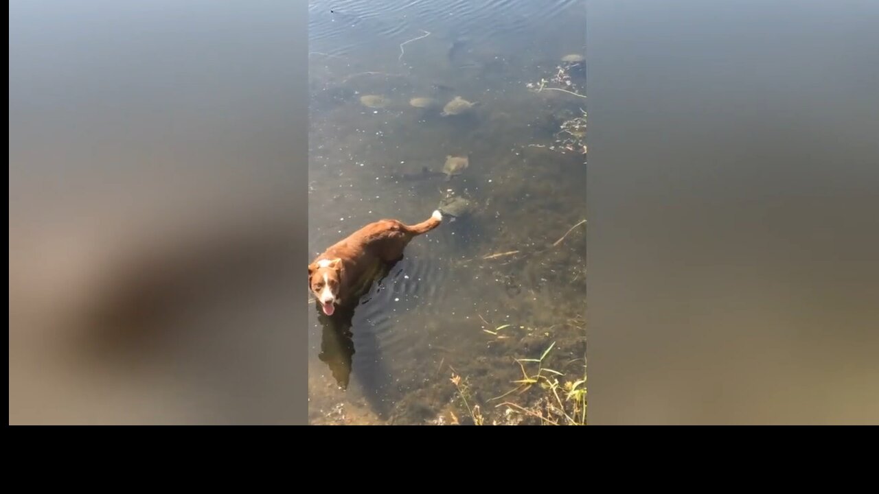 Dog poses for a photo with rocks, not realising they were turtles!