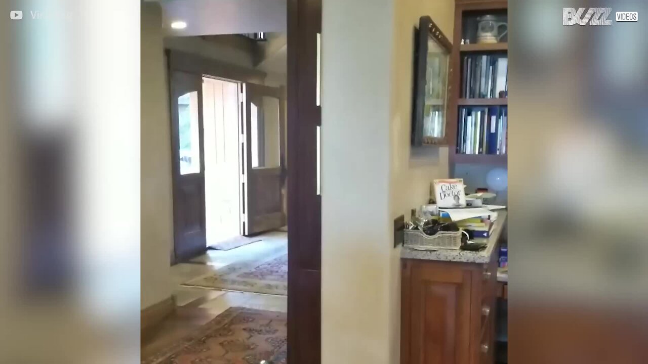 Lasciano la porta aperta, trovano in casa un'alce
