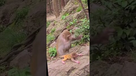 Monkey Baby #ytshorts #shorts #PetpupFun #Fun