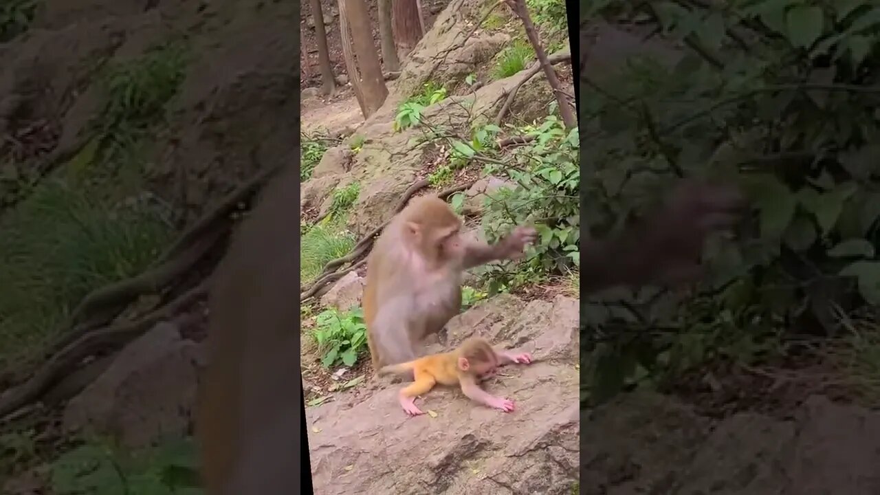 Monkey Baby #ytshorts #shorts #PetpupFun #Fun