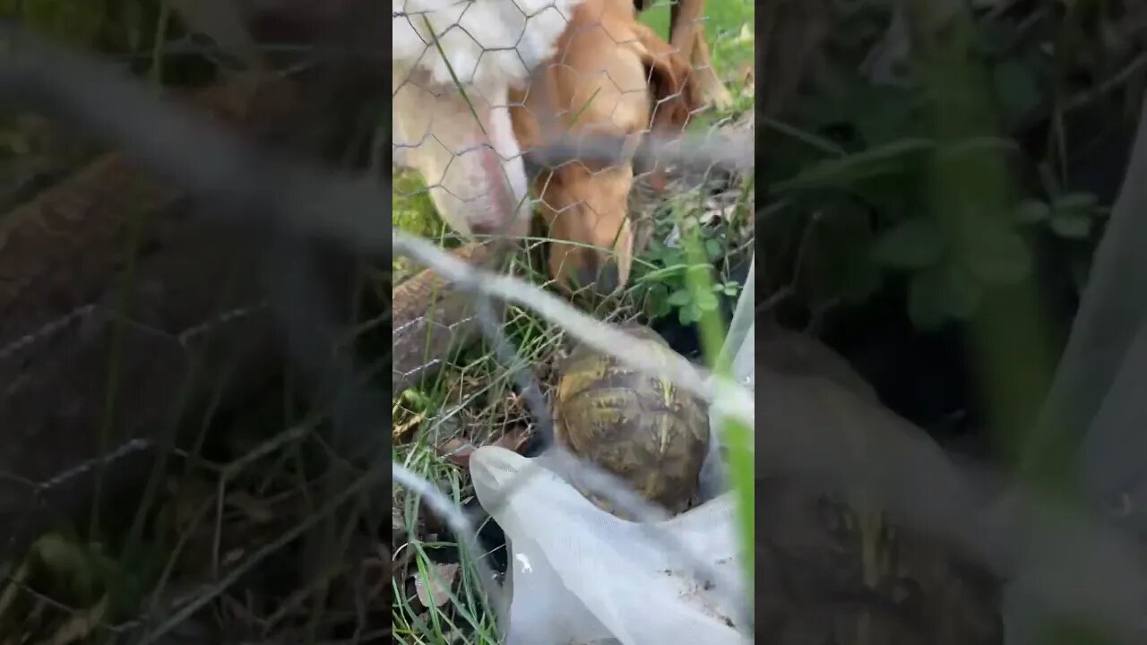 Borking at Turtle