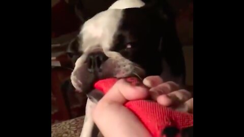 Dog sounding like motorcycle