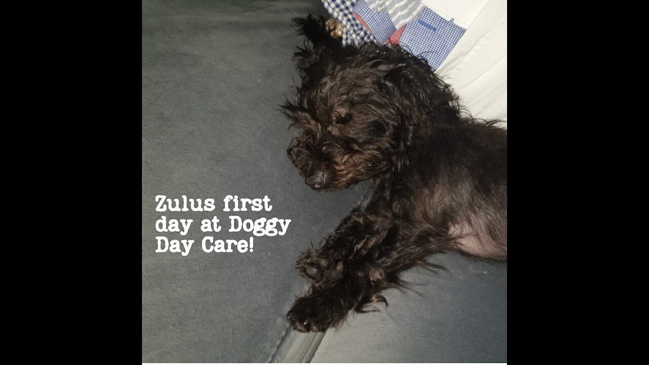 Zulu the Doxiepoo - Puppy's first day at Doggy Day Care