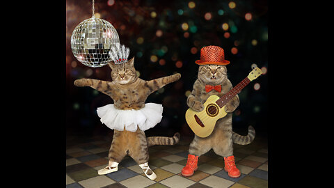 Fanny dancing cats