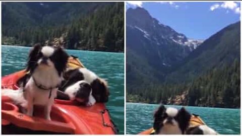 Cani si godono il paradiso in kayak