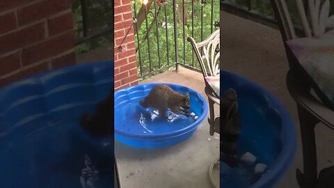 Our raccoon friend who climbs up to enjoy a meal so cute