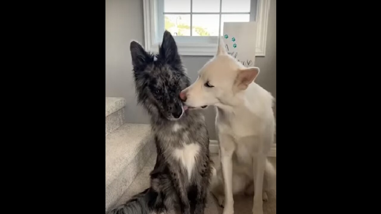 Super Funny Dog Videos