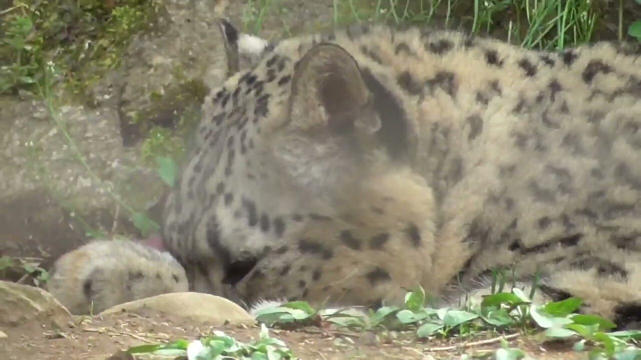 A leisurely snow leopard [Tama Zoological Parks in Tokyo, Japan]