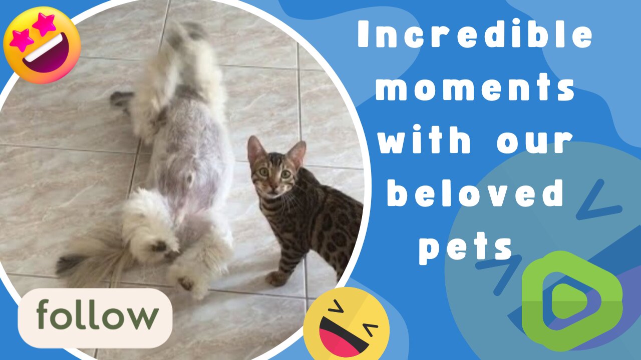 INCREDIBLE MOMENTS WITH OUR BELOVED PETS