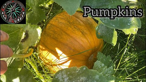 Pumpkins In The bucket Doing Well