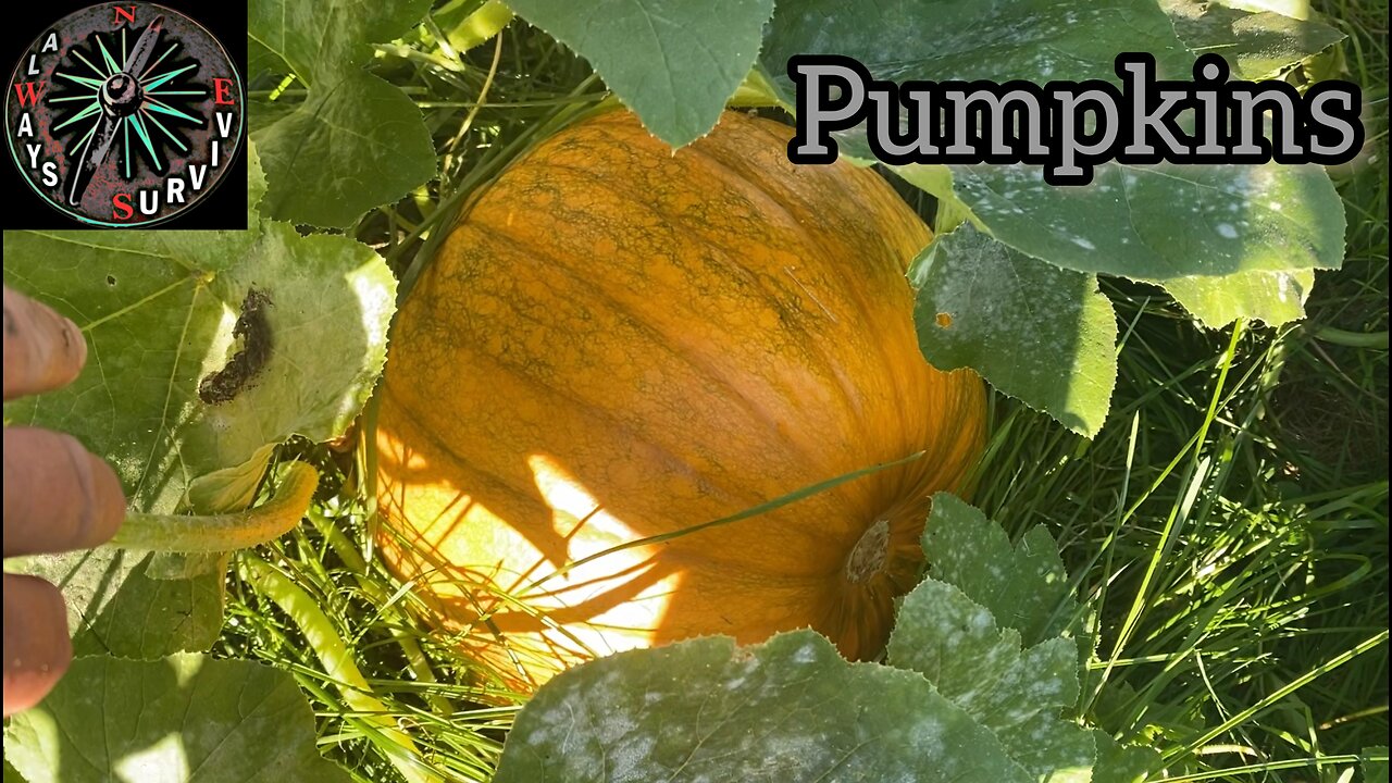 Pumpkins In The bucket Doing Well