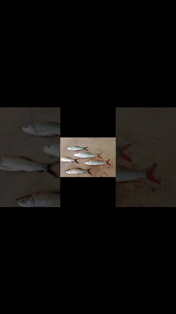 village food recipe😋😍@BENGALCOOKING #shorts #youtubeshorts #viral #viralshorts #trending #short