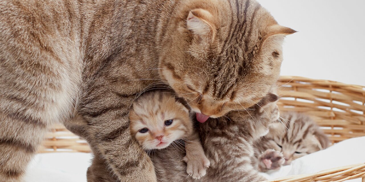 my cat has three newborn kitten