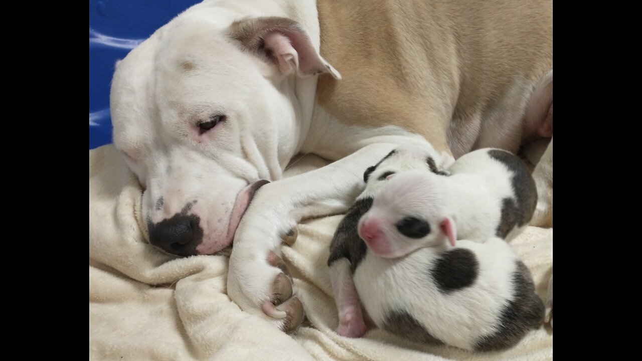 0:28 / 11:12 Lulu, The Alapaha's Two New Puppies!