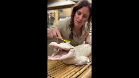 Albino Crocodile Massage